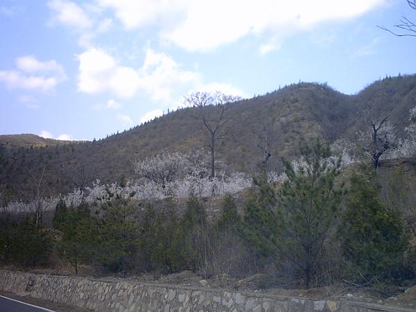 路边山坡上的桃花