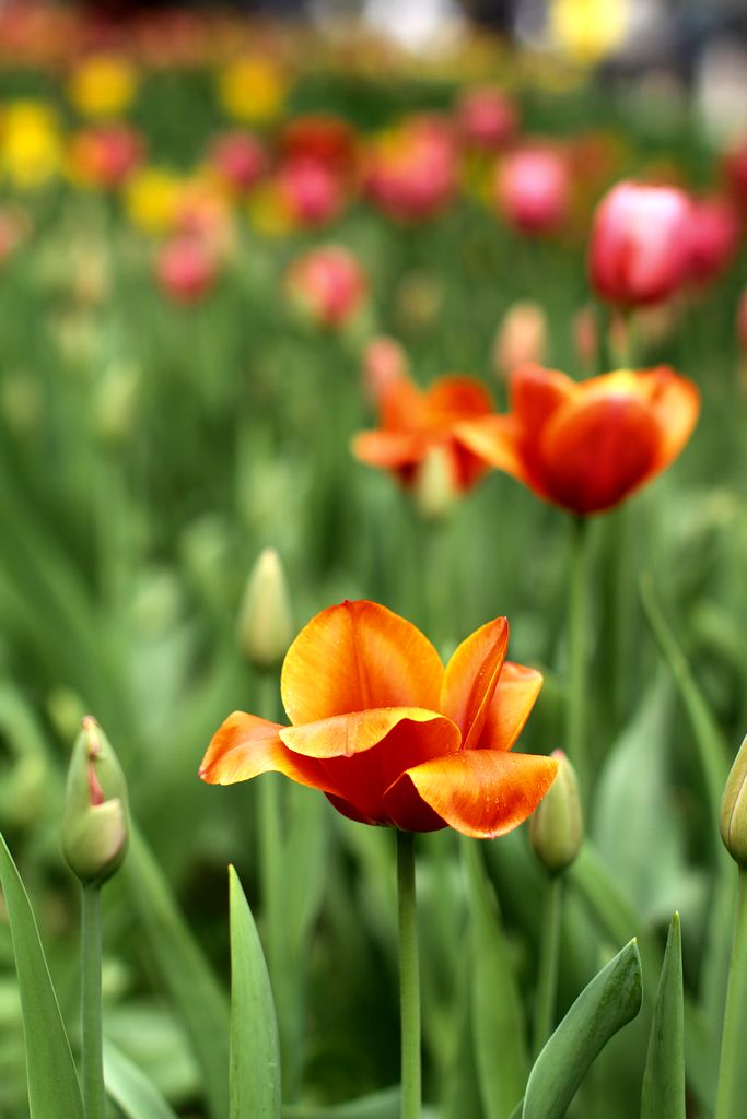 中山公园 067.jpg