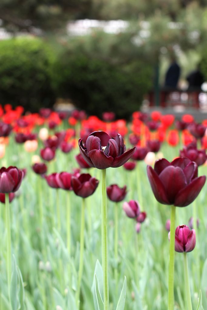 中山公园 106.jpg