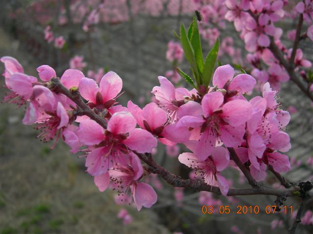 5.1 京西北乡间游 335.jpg