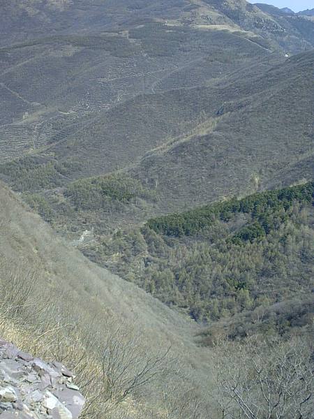 山沟沟里有野鸡