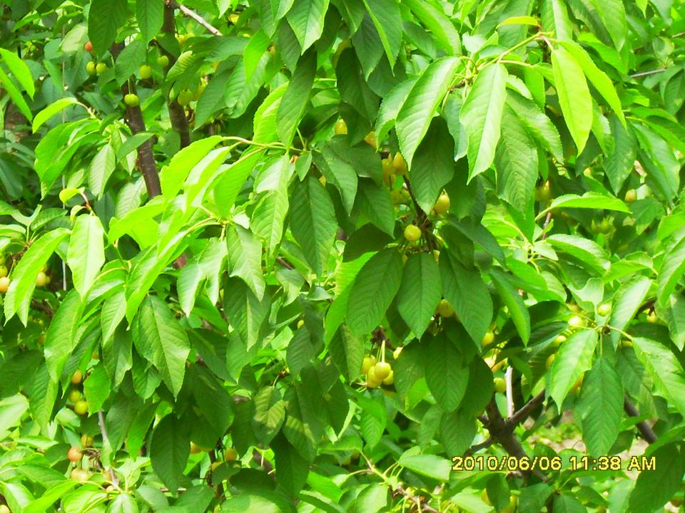 调整大小 SDC13001.JPG