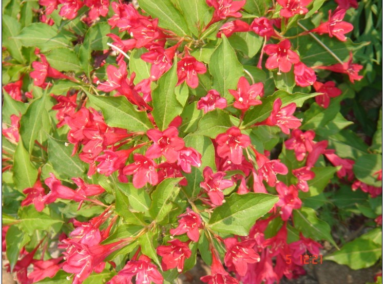 大野花，依旧不为所动，没辙！规矩人儿！