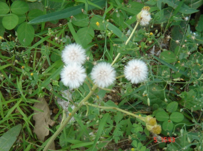 蒲公英，一口气吹走一大片~~