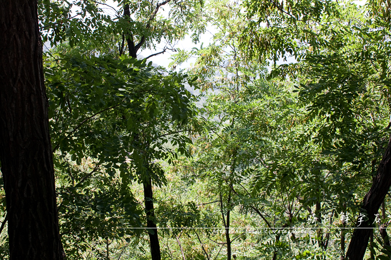 喜欢在这炎炎夏日，穿梭在丛林中。