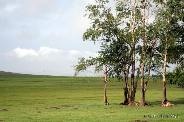 绿色地毯。。。远处有牛羊和马儿