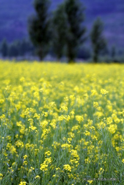一抹黄和蓝。。。