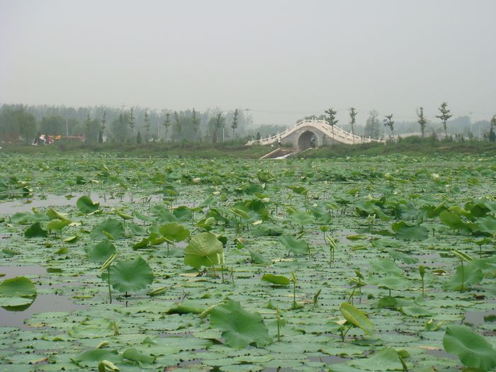 路过的荷花塘