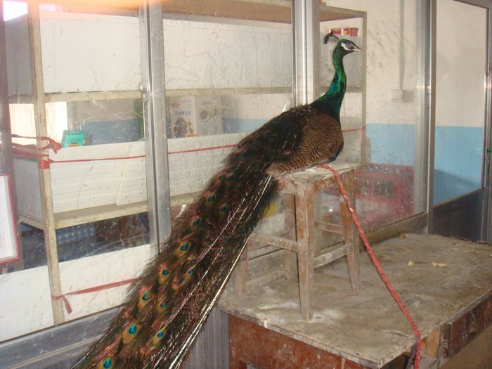 牛吧~路过的一家商店人家孔雀当宠物！