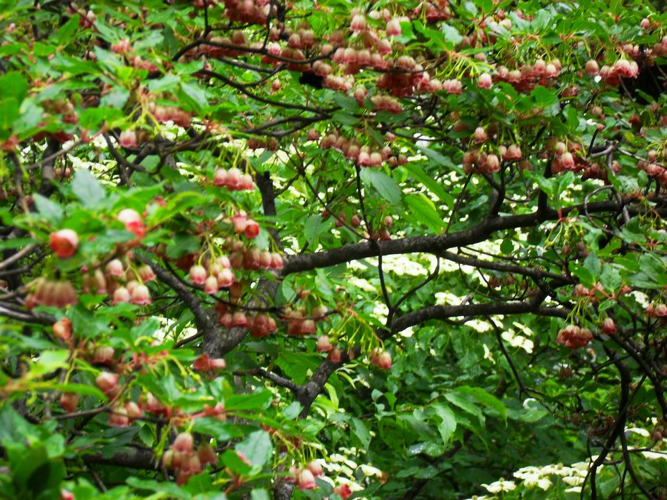 调整大小 SDC14250.JPG