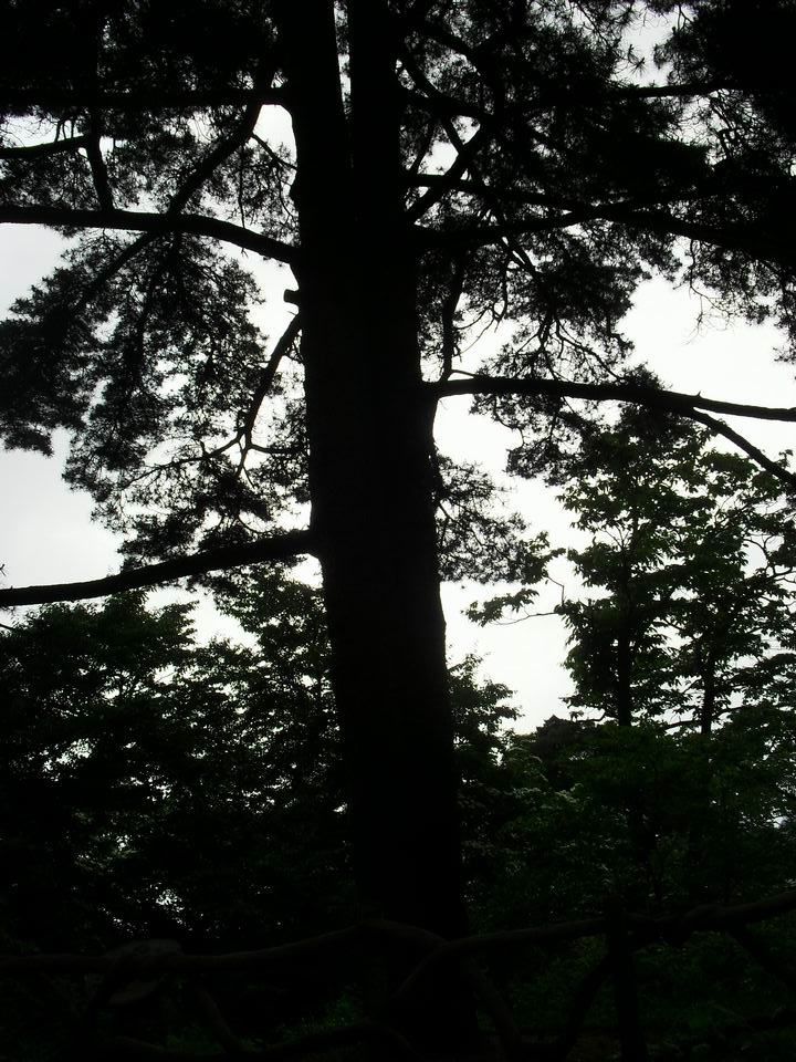 旋转 调整大小 SDC14386.JPG