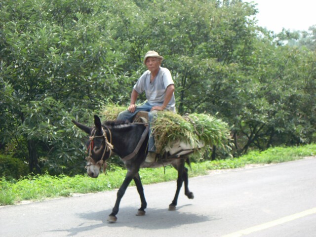 最帅气的“后援车”，还带着草料呢