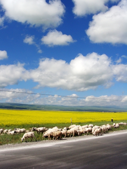 7.第二天我们从江西泊出发 一路上除了油菜花 还有各种动物为伴.JPG