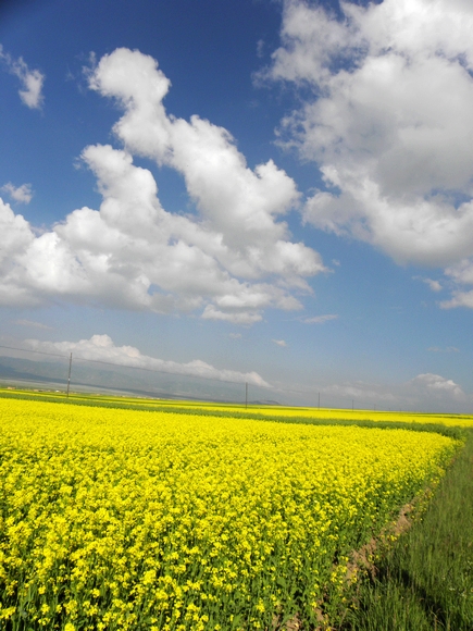 5.从倒淌河出发后 我们陶醉在大美的油菜花中.JPG