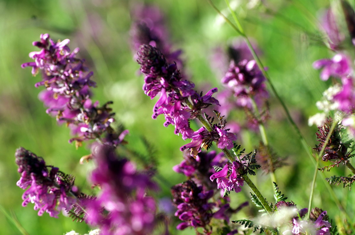 路边除了油菜花，就是这种紫色的野花，当地人管这叫“蜜罐花”，甜的