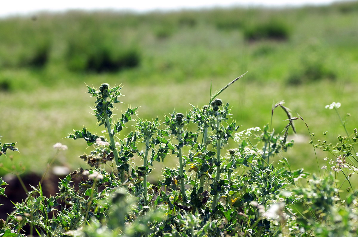 还长满了这种带刺的植物，刺很扎，我就被扎到