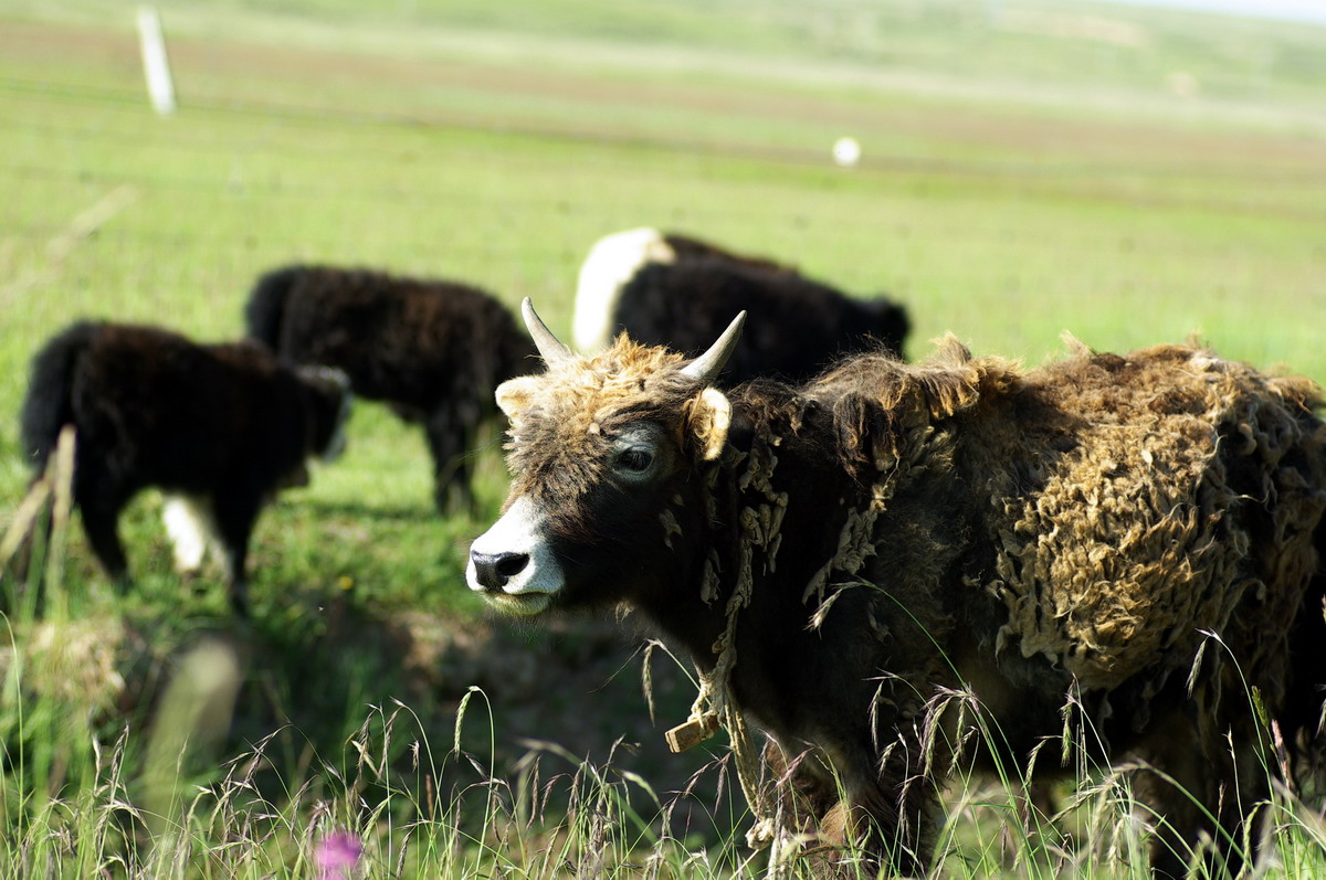 路边的牦牛