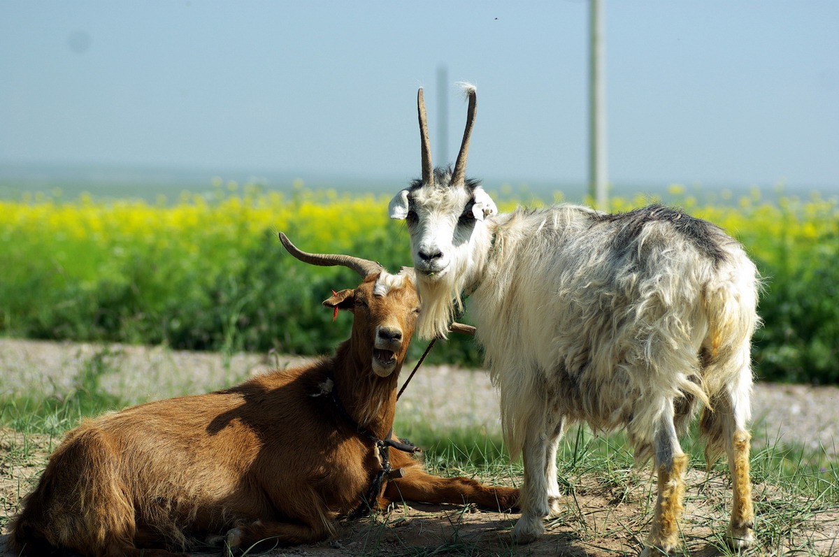 路边两只羊