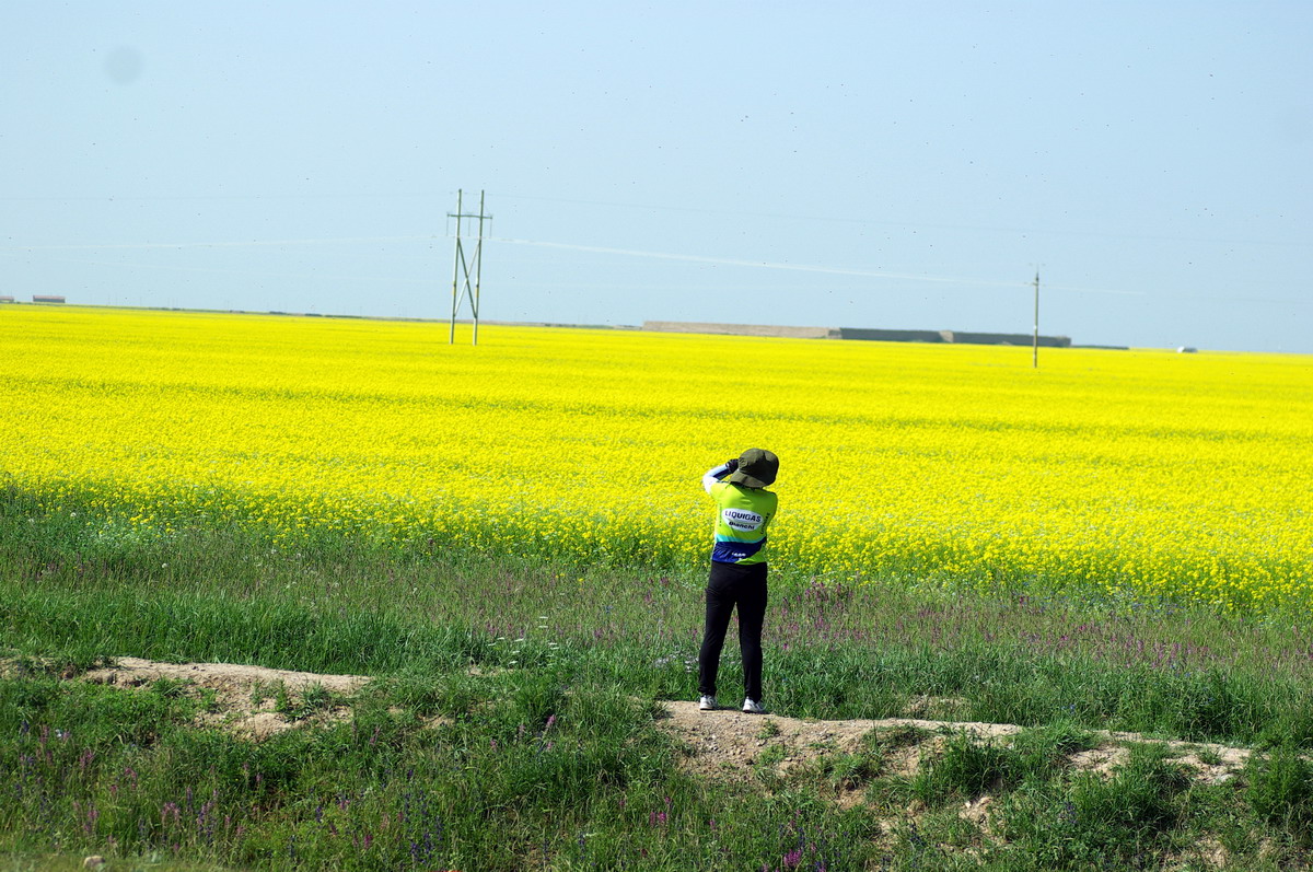 我们见到的最大片的油菜花