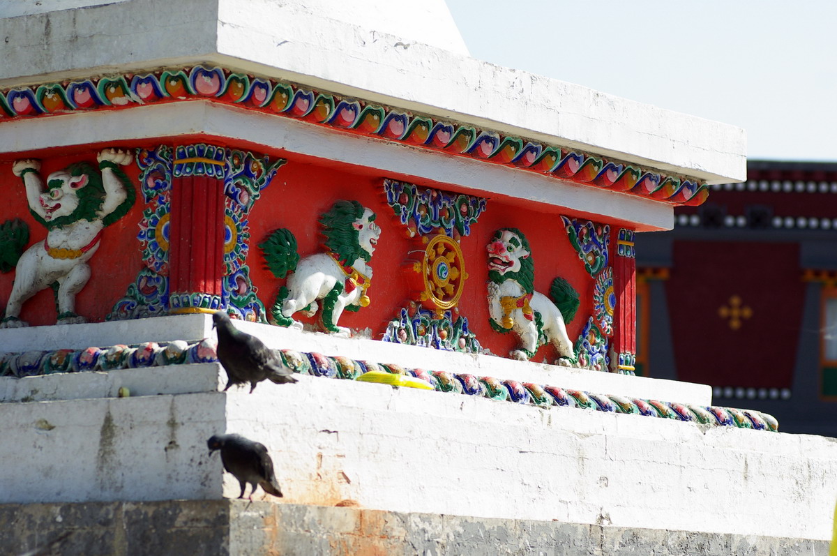 鸽子在这里是最自由的