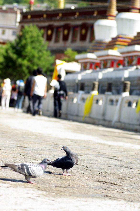 塔尔寺的鸽子