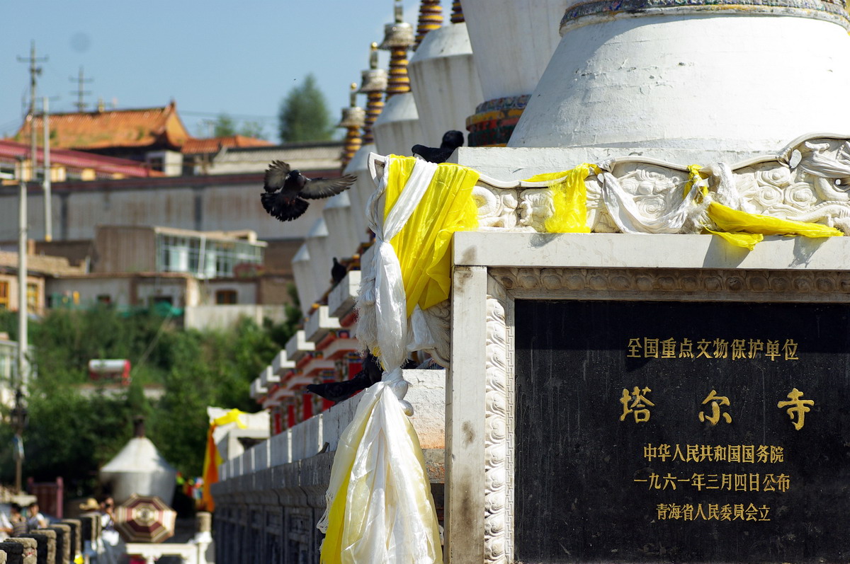 塔尔寺广场很多鸽子