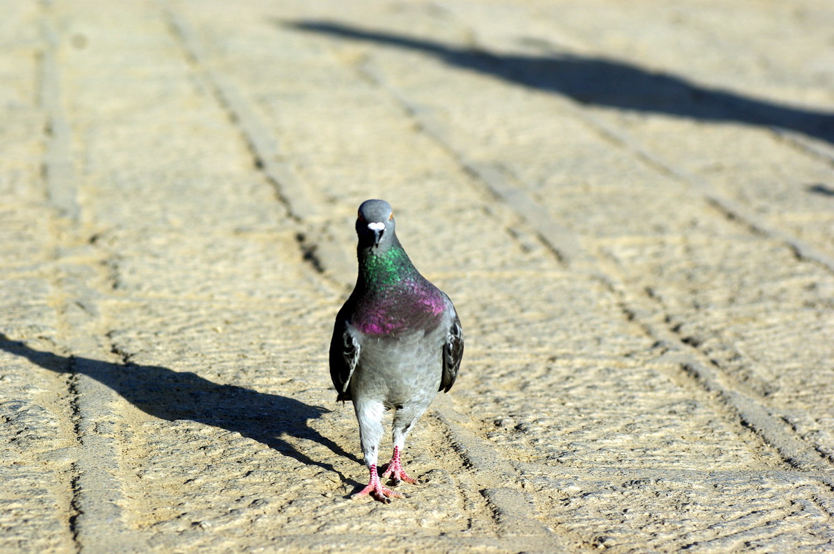 pigeon