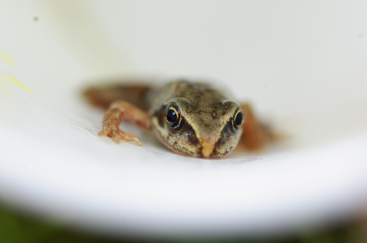 手指头大小的青蛙