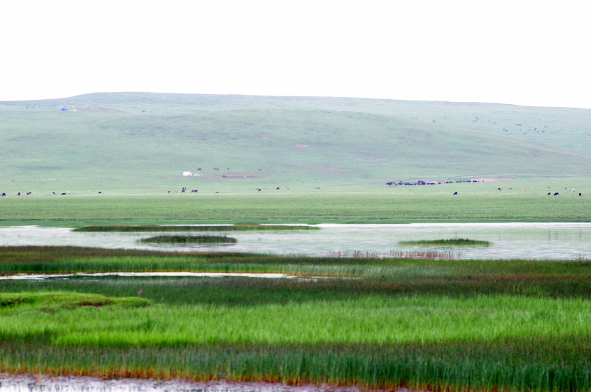 我们在门源的最后一个景点旅程选择了一个叫：花海鸳鸯的地方