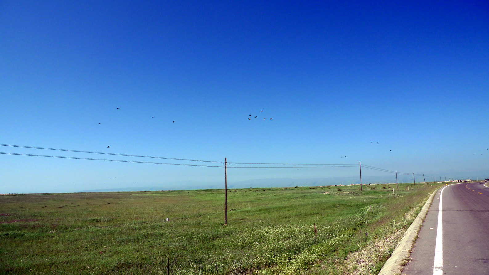 去鸟岛的路上，终于看到鸟了