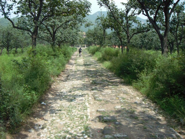 昔日的陵道已长满杂草