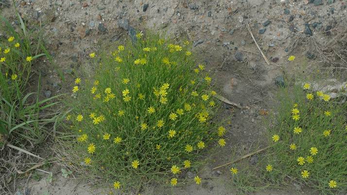 路边的小花。。。太珍贵了