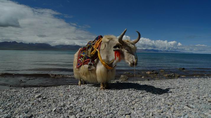 纳木错湖。。牦牛