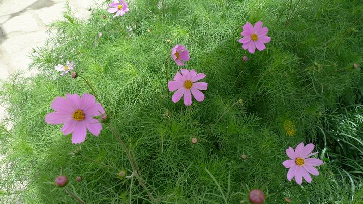张大人花。。。清朝一姓张的官员带过去的花种子，，真名字忘了但大家都记得：张大人 ...