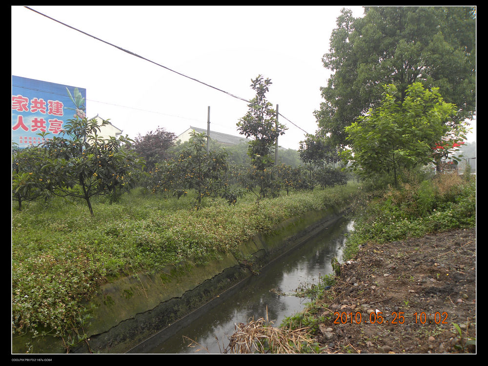 头一次看见批把树