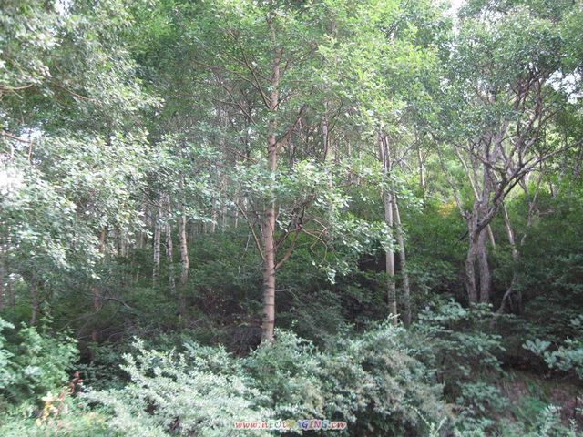 IMG_0722.jpg