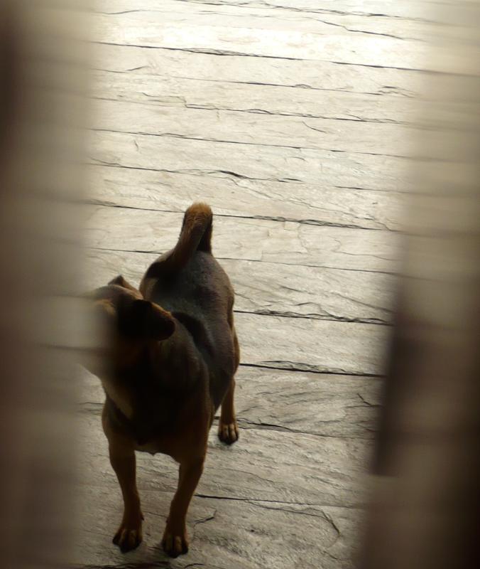 站在县衙门缝窥见，仿佛真的有动静，不过并非“威~~·武~~~”之声，有点像“汪汪汪...”定睛一看，门缝里一 ...