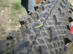 难道是它咬的？这家伙牙口不错啊。。