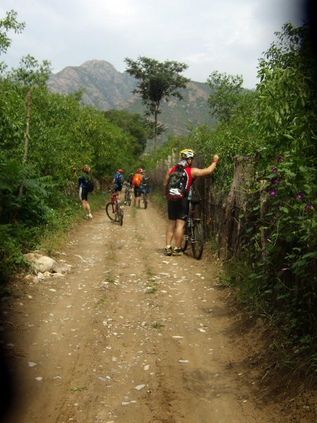 我们边吃边摘，装满骑行服的袋袋