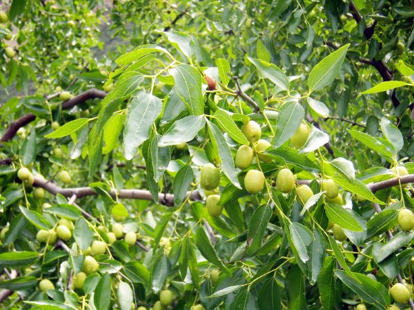 进了河北路两边好多枣树园
