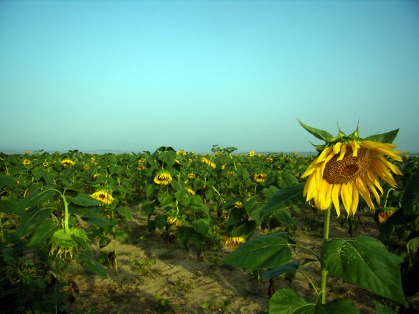 水边的百亩葵花