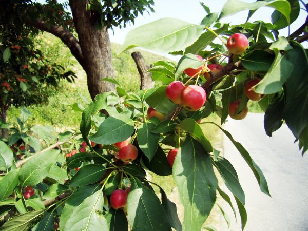怀来境内路边随手可摘的海棠
