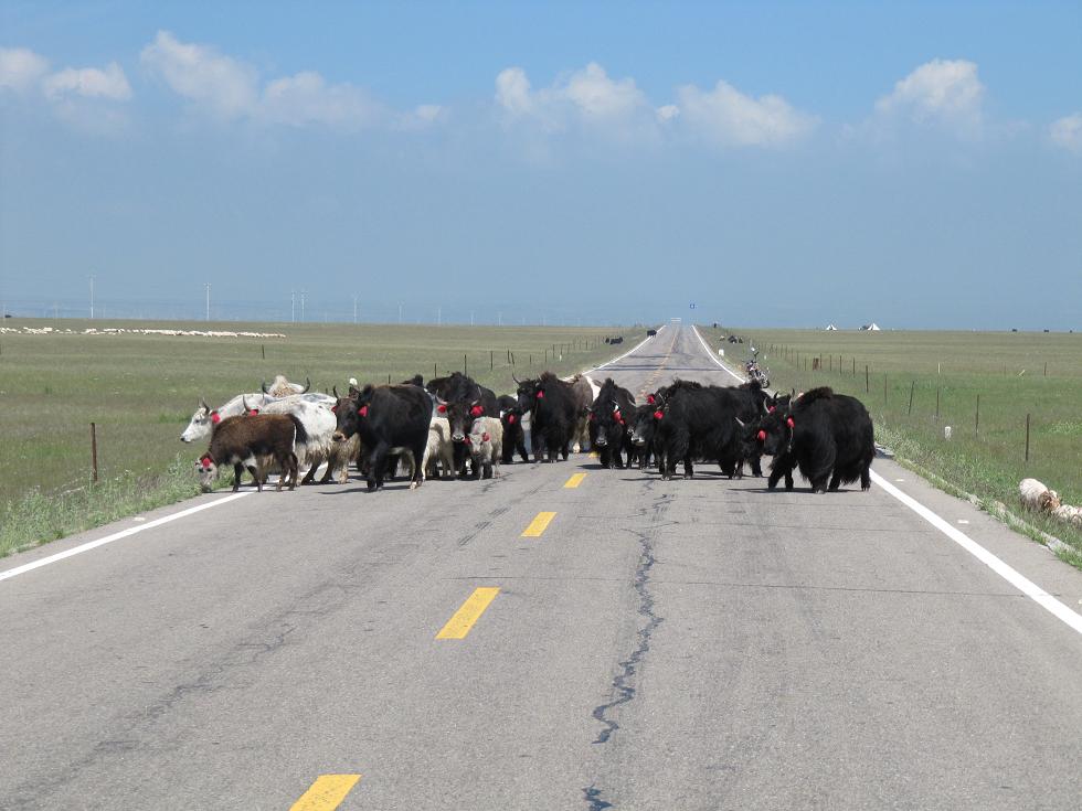通往鸟岛的路上