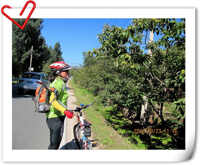 路上看见栗子了，好扎手啊