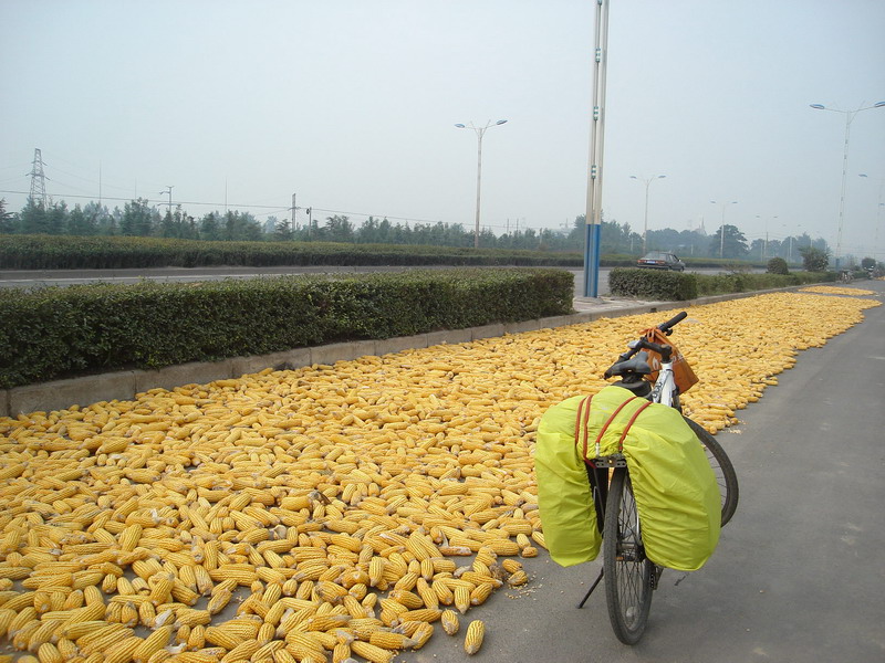 非机动车道上的老玉米