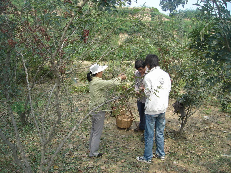 路边花椒地里，农民在采摘