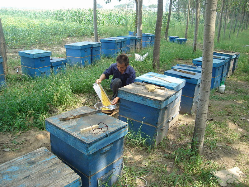 路边养蜂人