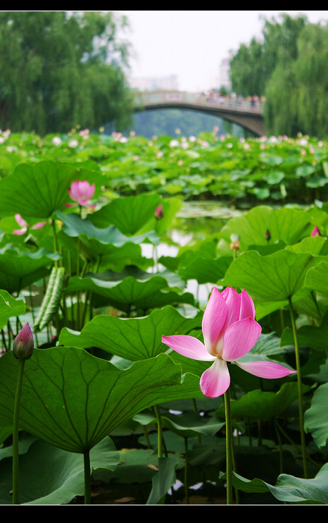 荷花3.jpg