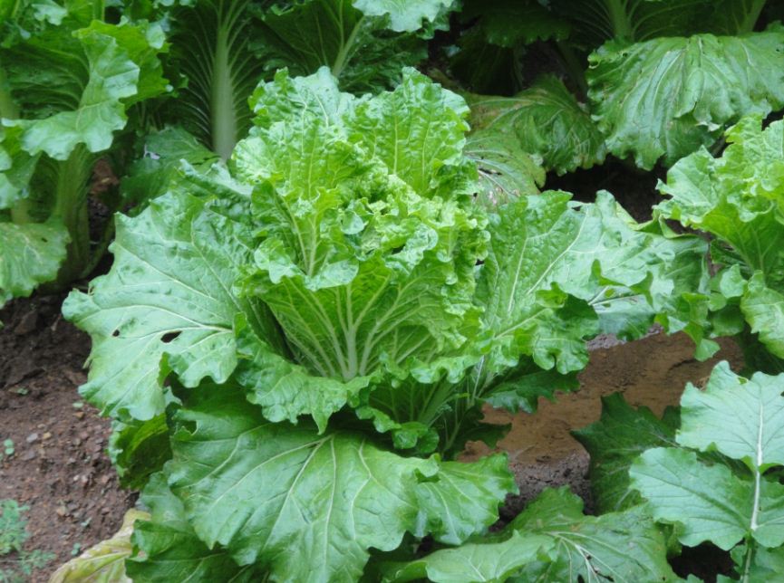 大白菜！还挂着露水