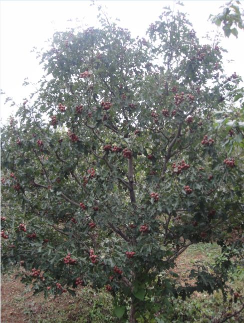 等红果全都熟了的时候漫山遍野的红~